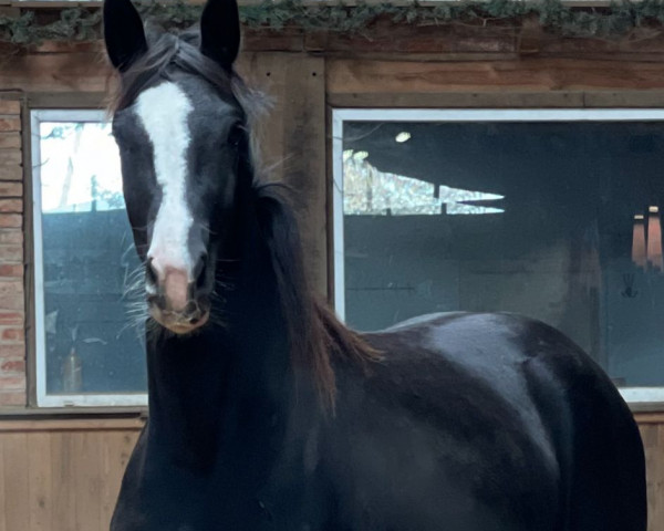 Pferd Sanssouci (Deutsches Sportpferd, 2020, von Sir Donnerhall I)