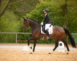 dressage horse Errol Flynn 4 (Oldenburg, 2014, from Escolar)