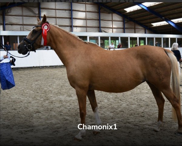 broodmare Chamonix (German Riding Pony, 2007, from FS Champion de Luxe)
