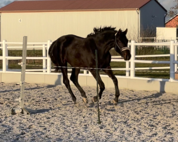 horse Zanina Dream (Mecklenburg, 2021, from Zinedream)