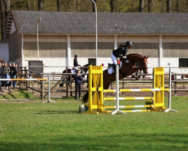 Springpferd Esplendida Gd (Hannoveraner, 2019, von Edward 28)