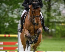 jumper Thunder Bay D'Argilla Z (Zangersheide riding horse, 2015, from Thunder van de Zuuthoeve)