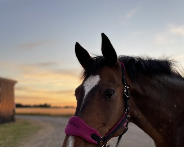 horse Pittsburg (Holsteiner, 2010, from Paramount)