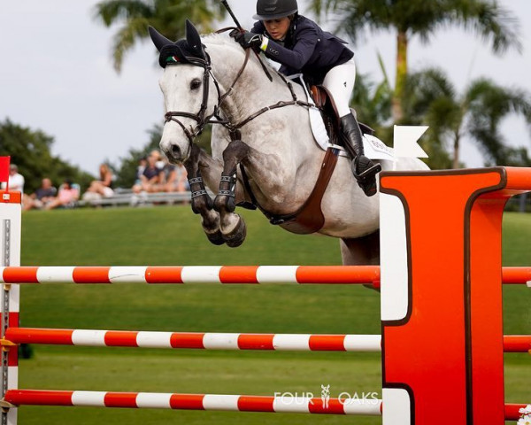 jumper Manolo Z (Zangersheide riding horse, 2013, from Mylord Carthago)