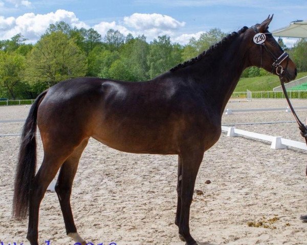 broodmare Bellissima Ballerina (Trakehner, 2016, from Sir Sansibar)