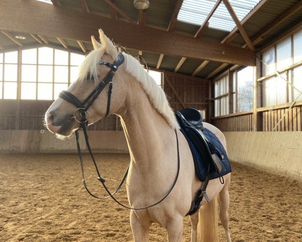 horse Lindenring‘s Geronimo (German Riding Pony, 2018, from Golden Grey NRW)