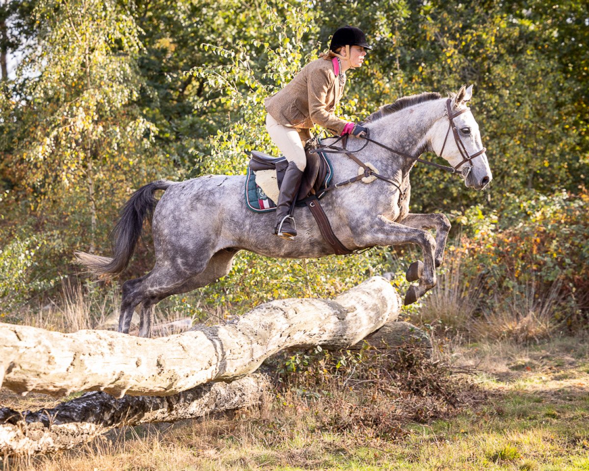 Springpferd Camar Don Galan AA (Anglo-Araber, 2013, von Galan ShA)