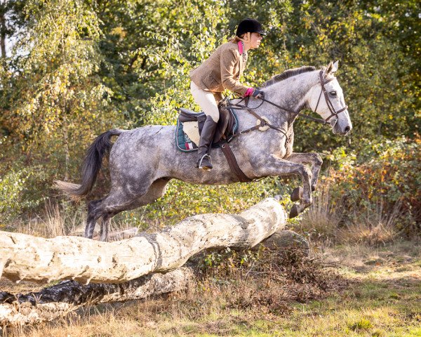 Springpferd Camar Don Galan AA (Anglo-Araber, 2013, von Galan ShA)