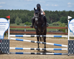jumper Quintanis (Mecklenburg, 2017, from Quitoll)