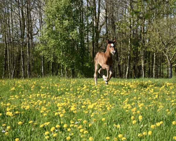 horse Vitali MF (Austrian Warmblood, 2023, from DSP VA Bene)