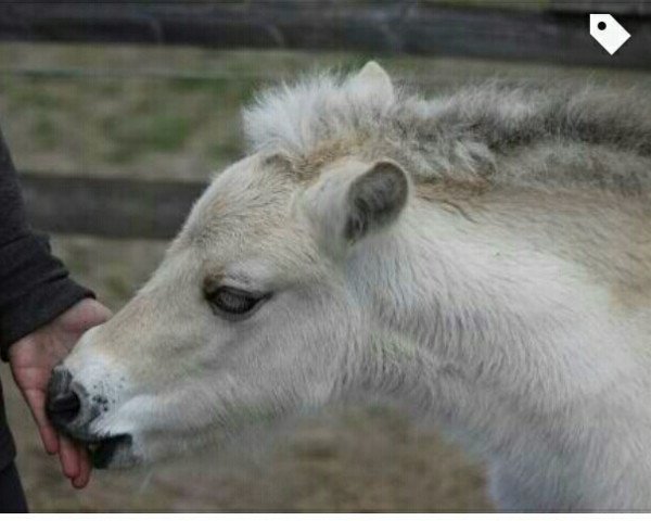 horse Lillja (Fjord Horse, 2012, from Legolas)