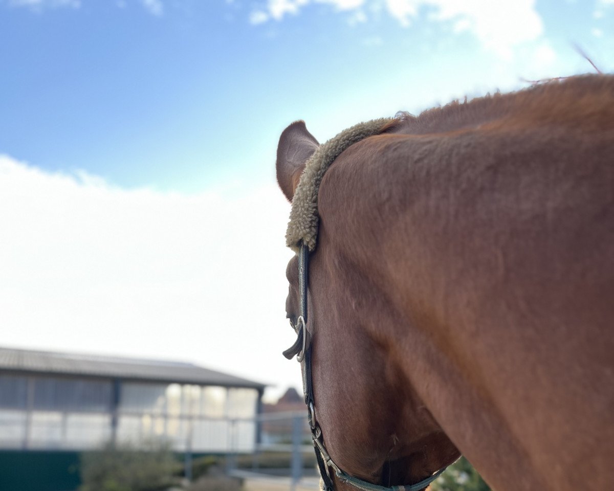 horse Friedrich (Hanoverian, 2015, from Fuechtels Floriscount OLD)