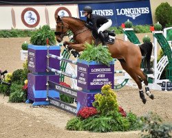 jumper Edocenta (Oldenburg show jumper, 2012, from Eldorado van de Zeshoek)