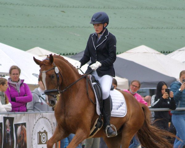 Pferd Sir Smokey Eyes (Westfale, 2016, von Sir Heinrich OLD)