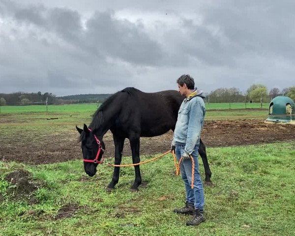 Video of Dipinto nero von Royal