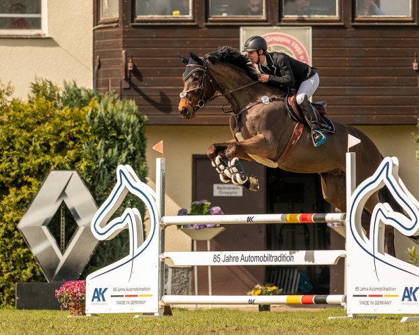 jumper Striker S (Hanoverian, 2015, from Sandokan 290)