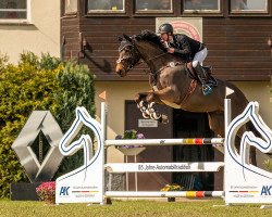 jumper Striker S (Hanoverian, 2015, from Sandokan 290)