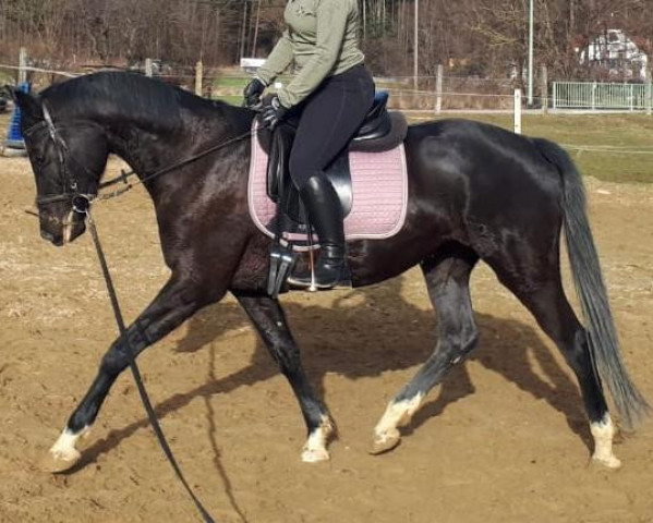 horse Ellie (Mecklenburg, 2016, from Celencio)