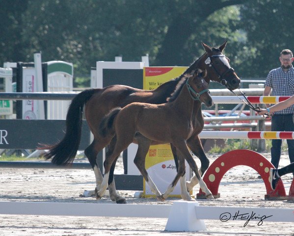 horse Hengst von Casalido / FAN Holland (ex Holland) (Westphalian, 2021, from Casalido)