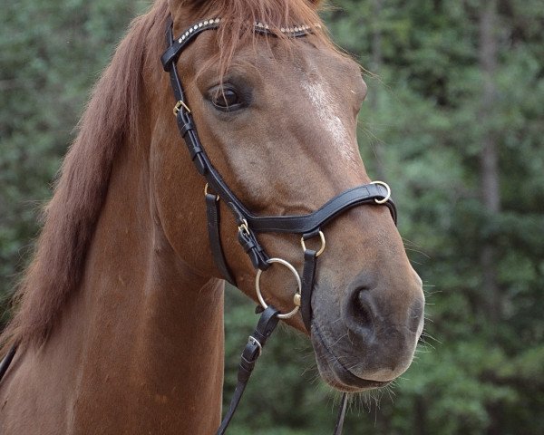horse Eldino 6 (Westphalian, 2016, from Ehrenstolz)