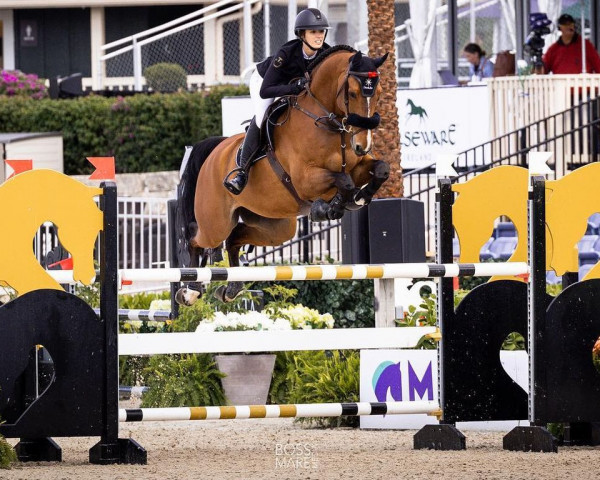 Springpferd Pablo C (Irish Sport Horse, 2016, von Pollux de Muze Z)