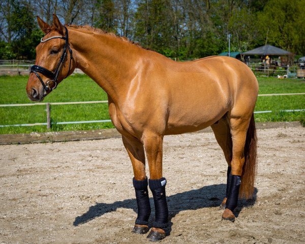 Dressurpferd Diamond Dream 32 (Deutsches Reitpony, 2019, von Dating AT NRW)