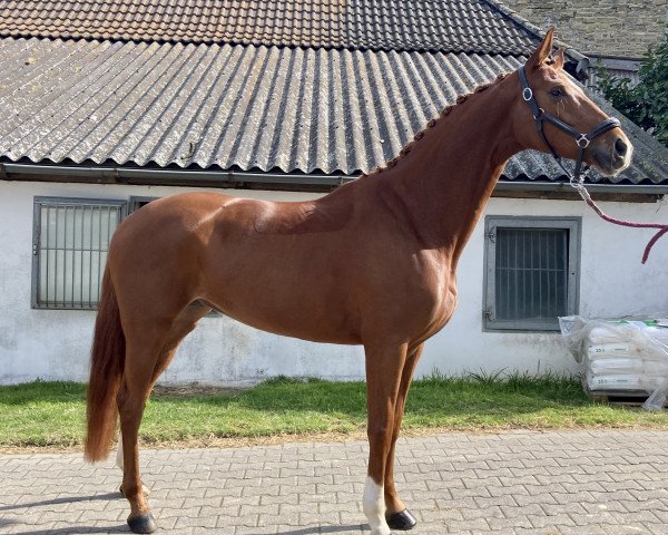 dressage horse Deja-vu 43 (Oldenburg, 2018, from DeLorean)