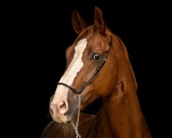 dressage horse Fürstengold 9 (Oldenburg, 2011, from Fürst Romancier)