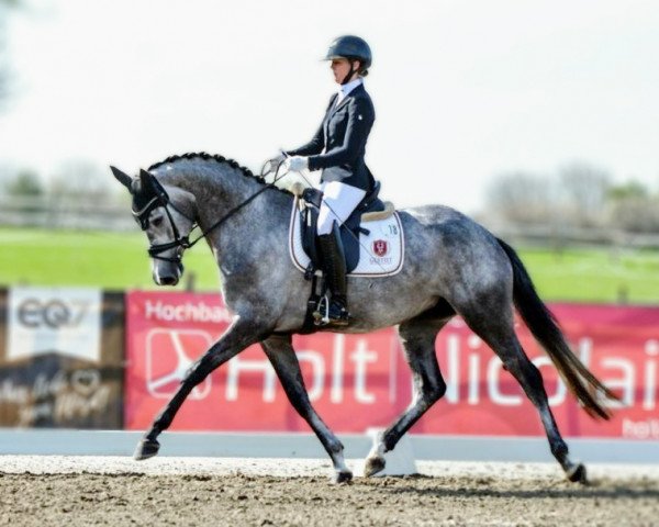 broodmare Biennale (Trakehner, 2019, from High Motion 2)