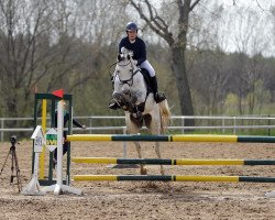 jumper Grace 499 (Hanoverian, 2016, from Grey Top)
