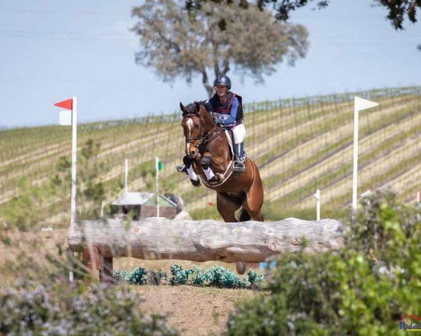 jumper Camelot PJ (Hanoverian, 2018, from Colman)