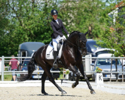 dressage horse Rittmeister Nonius Csalogán (Nonius, 2016, from Rittmeister)