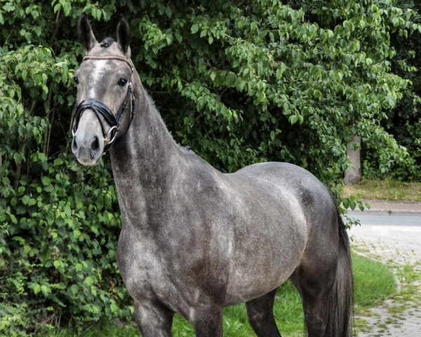 Pferd Emilio Ferreiro S (Oldenburger, 2019, von Erdinger)