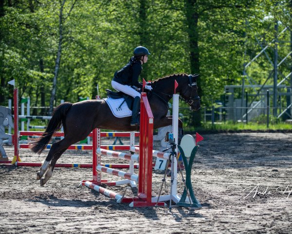 dressage horse Chico 1001 (Nederlands Welsh Ridepony, 2012, from Klein Roderijs Cocktail)