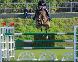 jumper Haifa Ol (KWPN (Royal Dutch Sporthorse), 2012, from Nabab de Rêve)