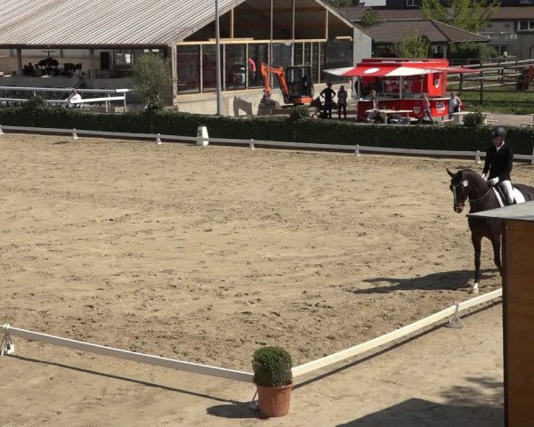 Reitturnier Bornheim Widdig 2023