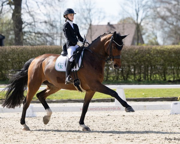 dressage horse Fifth Avenue 13 (Hanoverian, 2013, from For Compliment)