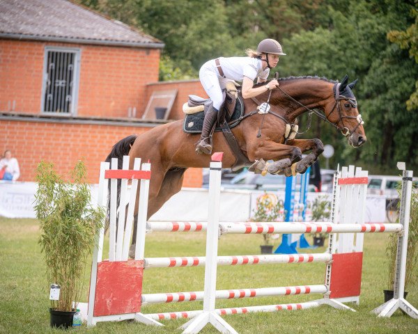 jumper Gunnery S (Hanoverian, 2015, from Grey Top)