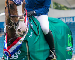 jumper Absolutely Kingmar Z (Zangersheide riding horse, 2012, from Aganix du Seigneur)