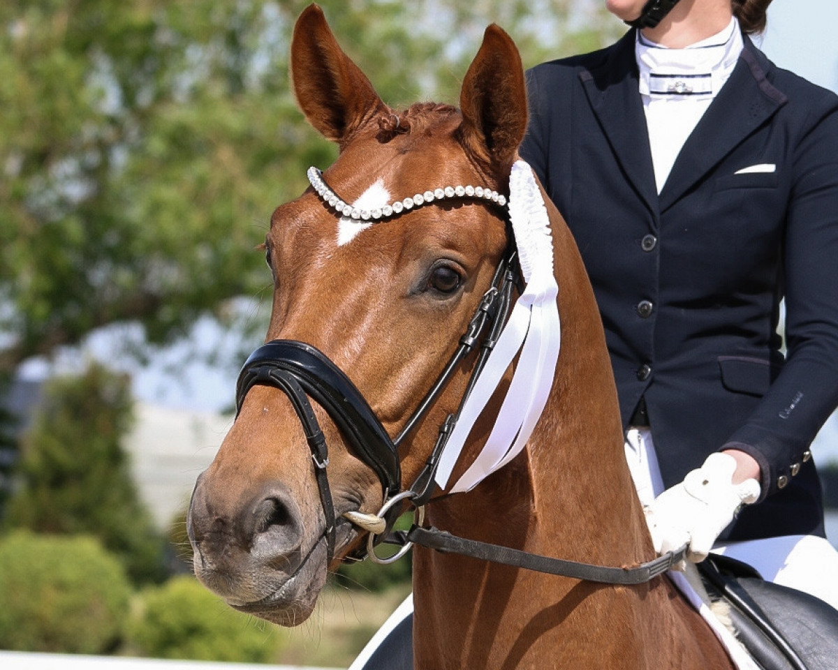Pferd Feliciano 68 (Westfale, 2019, von Fürst Samarant)
