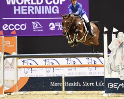 jumper Still Got Me (Scottish Sports Horse, 2011, from Coral Reef Follow Me II)