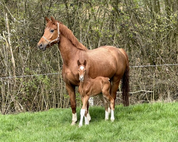 horse Fider Reigen de Cologne (Holsteiner, 2023, from Fidertanz)