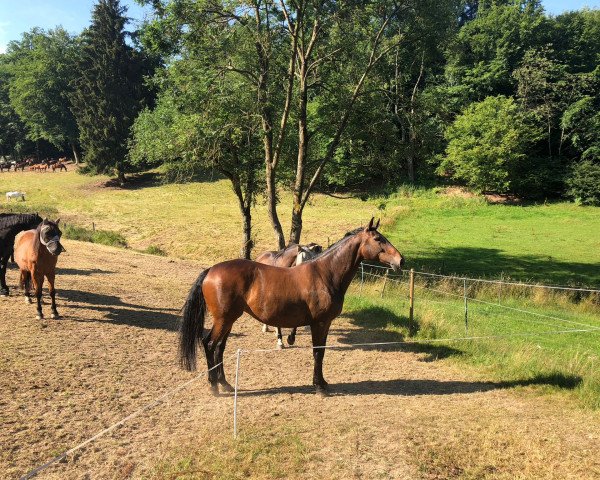 broodmare Rochelle (Hanoverian, 2006, from Royaldik)
