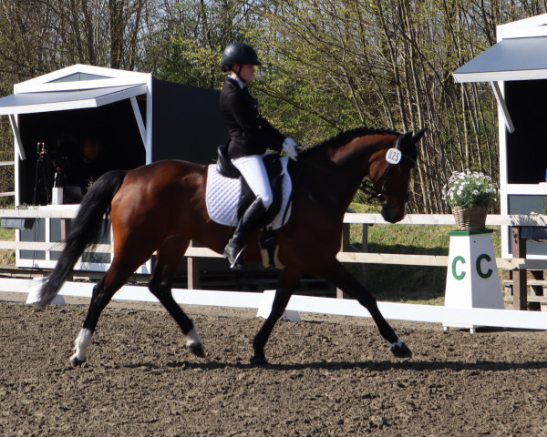 Dressurpferd Calipetite (Holsteiner, 2010, von Captain Fire)