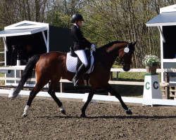 dressage horse Calipetite (Holsteiner, 2010, from Captain Fire)