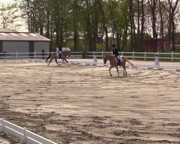Reitturnier Dressurturnier Mildstedt 2023