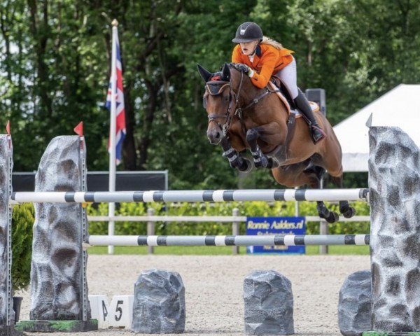 Springpferd Zafarano Vh Gehucht Z (Zangersheide Reitpferd, 2013, von Zandor Z)