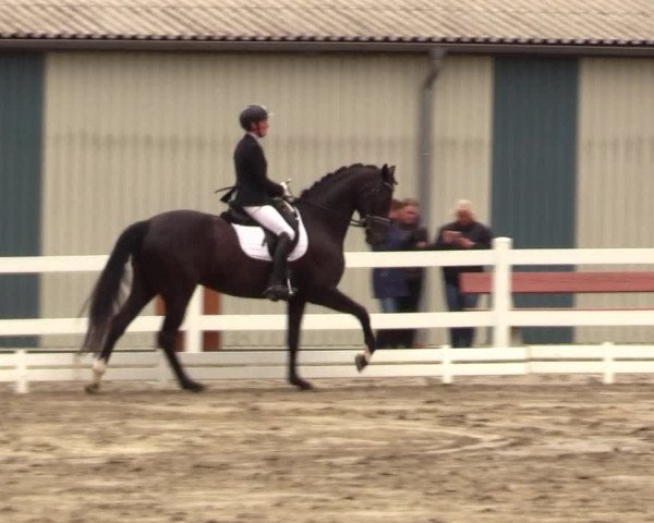 Reitturnier Dressurturnier Mildstedt 2023