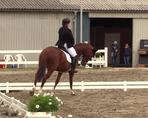 Reitturnier Dressurturnier Mildstedt 2023