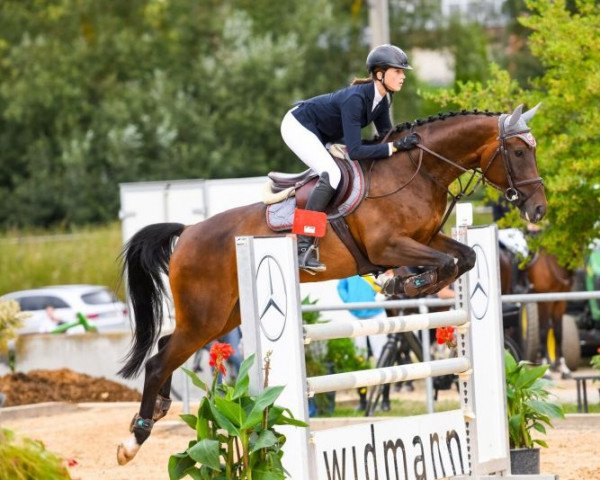 broodmare Cira 68 (German Sport Horse, 2012, from Stolzenberg)